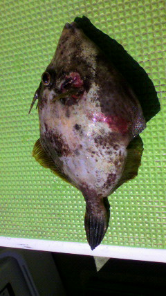 2009091411390000.jpg